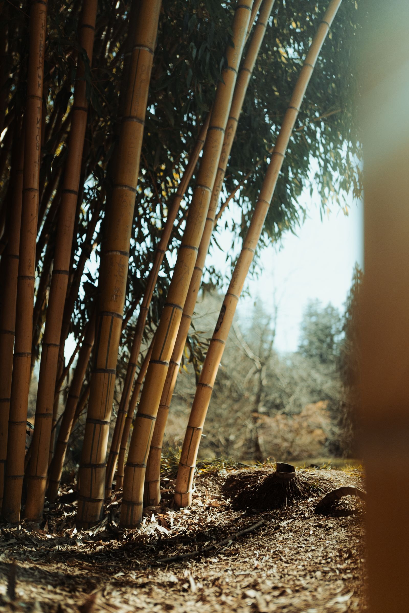 Bamboo grove with soft light