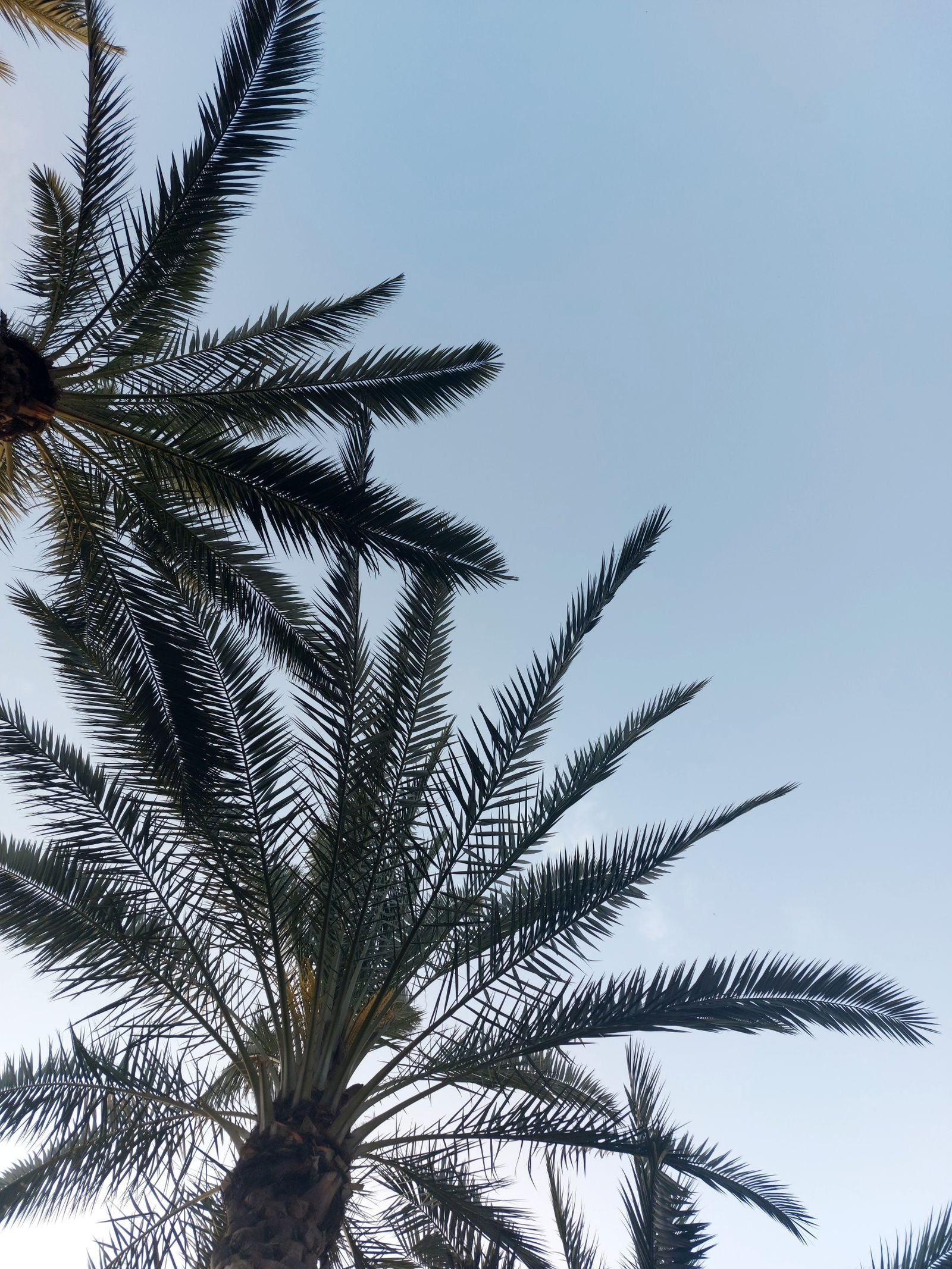 Palm fronds against the sky
